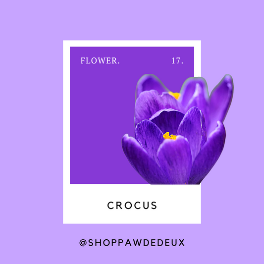 Crocus Pawtone Color Swatch Sticker (#17)