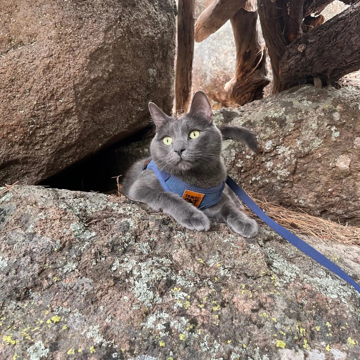 "the Jean Jacket" Cat Harness & Leash Set