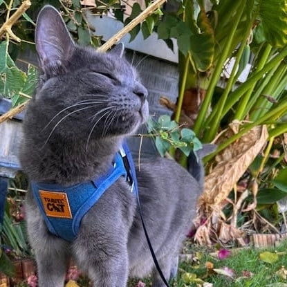 "the Jean Jacket" Cat Harness & Leash Set