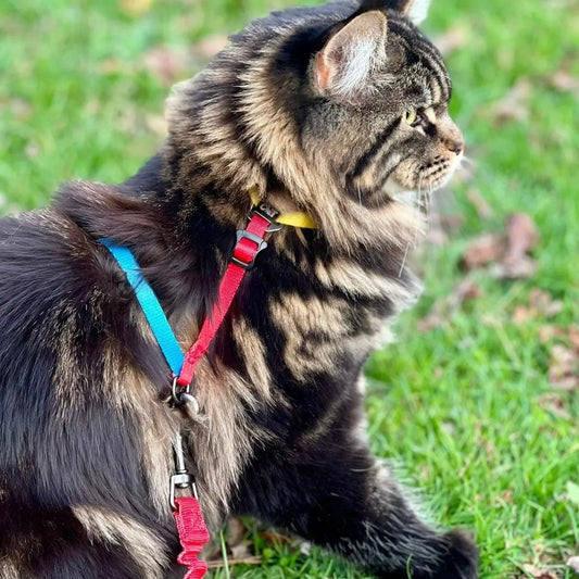 "the Day Tripper" Adjustable H-Style Cat Harness