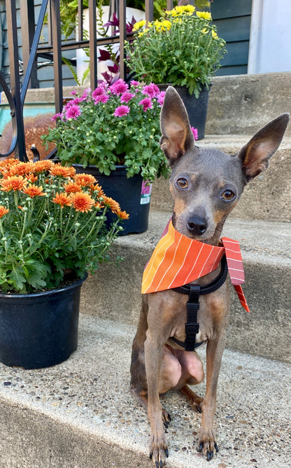 70s Stripes Classic Pet Bandana