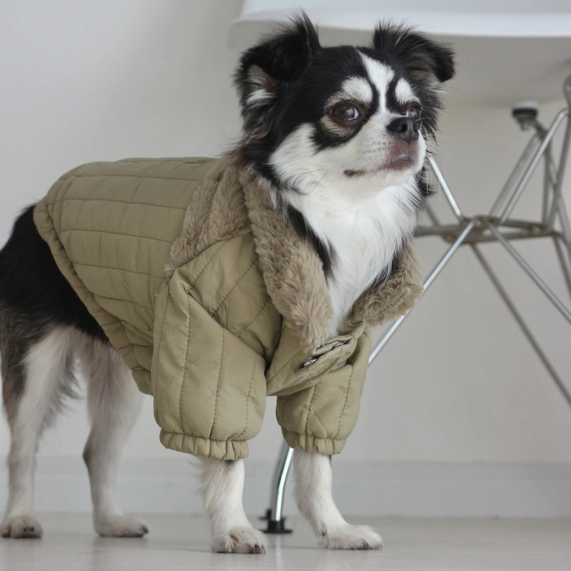 The Packable Soho Pet Jacket