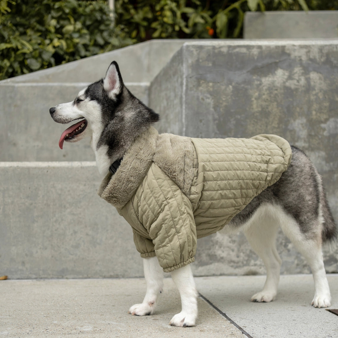 The Packable Soho Pet Jacket