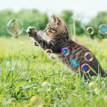 Catnip Bubbles: Edible Bubbles for Cats!