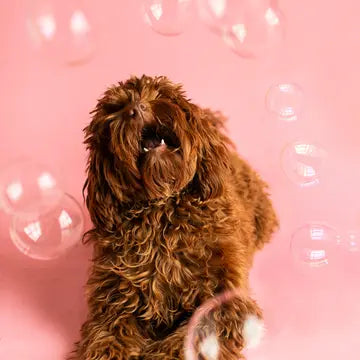 Meaty Bubbles: Edible Bubbles for Pets! Beef Steak Flavor