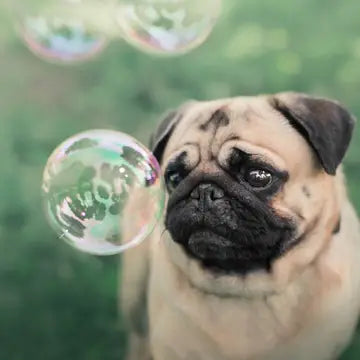 Meaty Bubbles: Edible Bubbles for Pets! Bacon Flavor