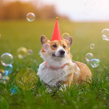 Meaty Bubbles: Edible Bubbles for Pets! Birthday Cake Flavor