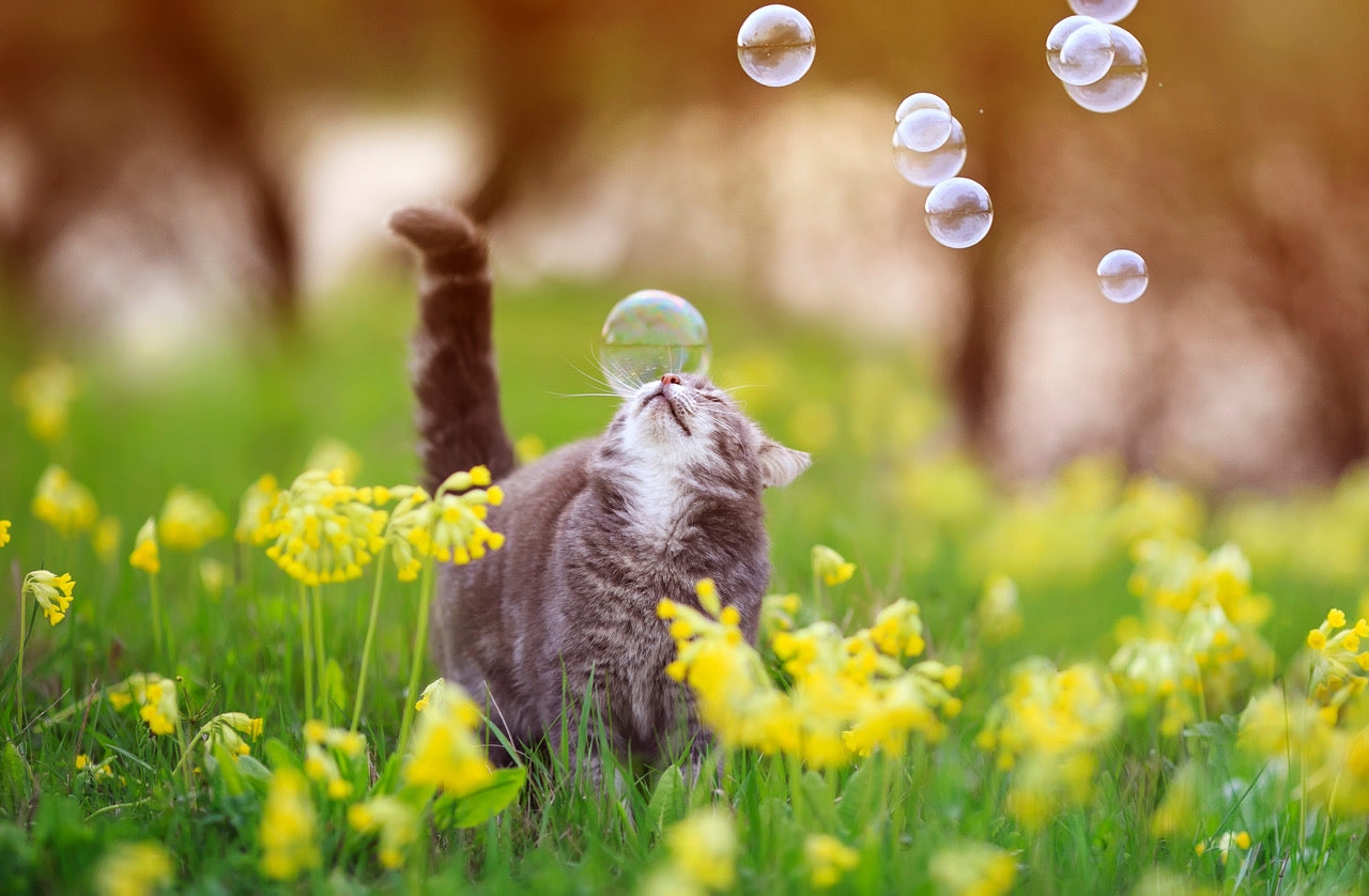 Catnip Bubbles: Edible Bubbles for Cats!