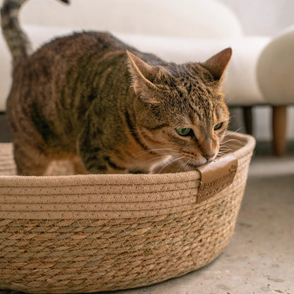 Kitty Basket