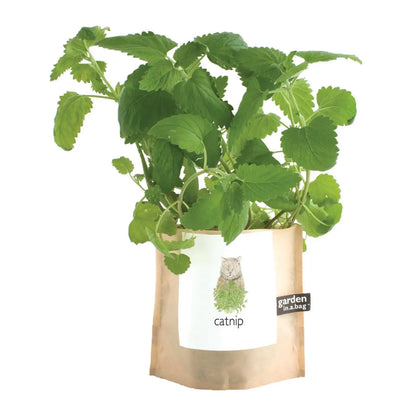 Pet Garden in a Bag: Catnip