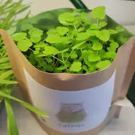 Pet Garden in a Bag: Catnip