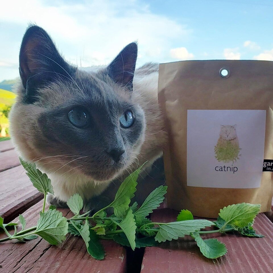 Pet Garden in a Bag: Catnip