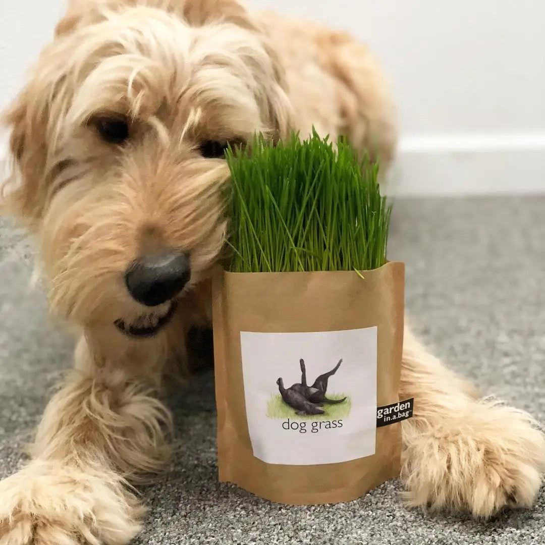 Pet Garden in a Bag: Dog Grass