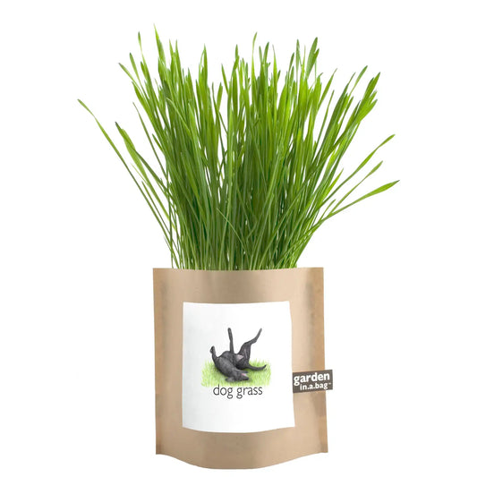 Pet Garden in a Bag: Dog Grass