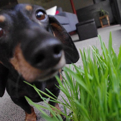 Pet Garden in a Bag: Dog Grass