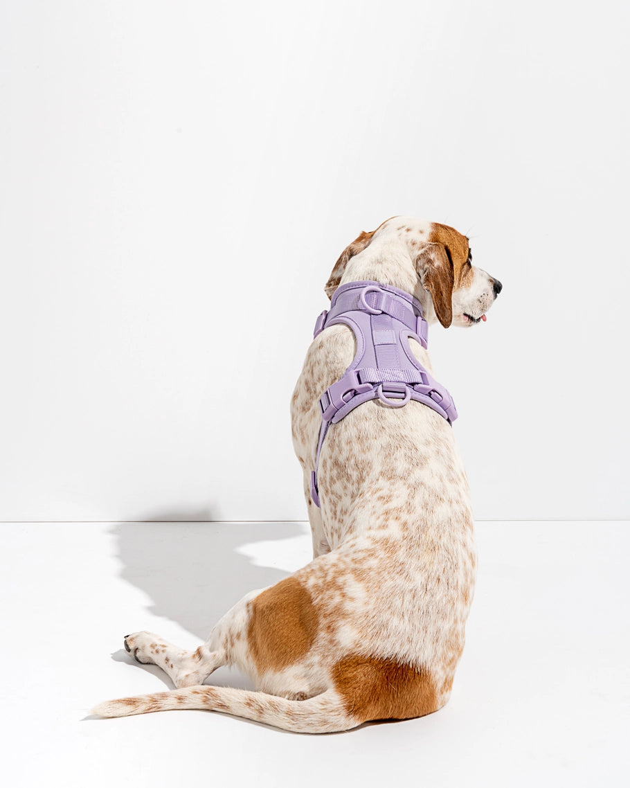 Wild One Comfort Dog Harness in Lilac
