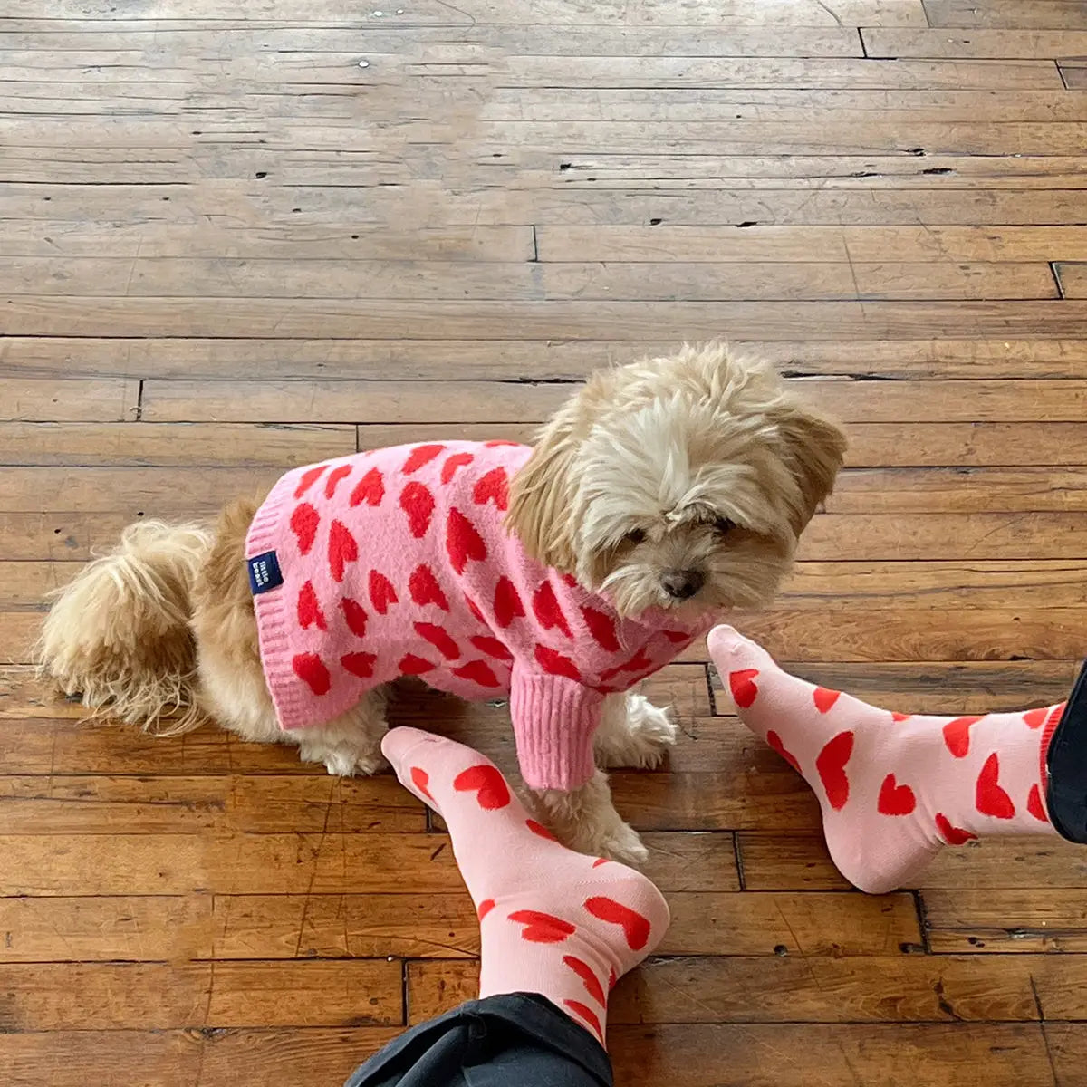 The Love Pet Sweater by Little Beast