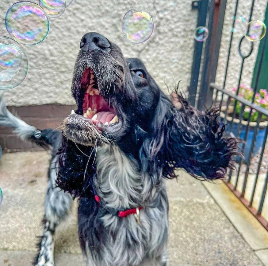 Meaty Bubbles: Edible Bubbles for Pets! Bacon Flavor