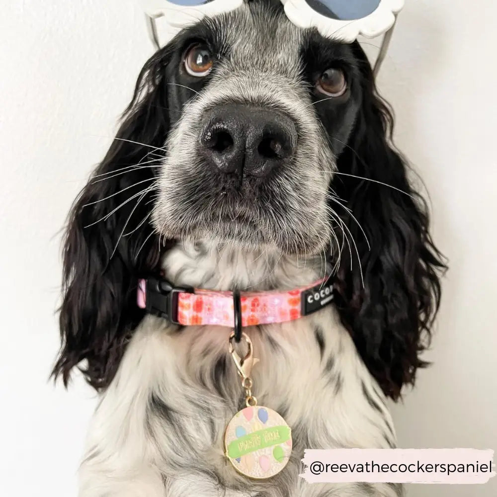 "Pawty Time" Birthday/Gotcha Day Cocopup Collar Charm