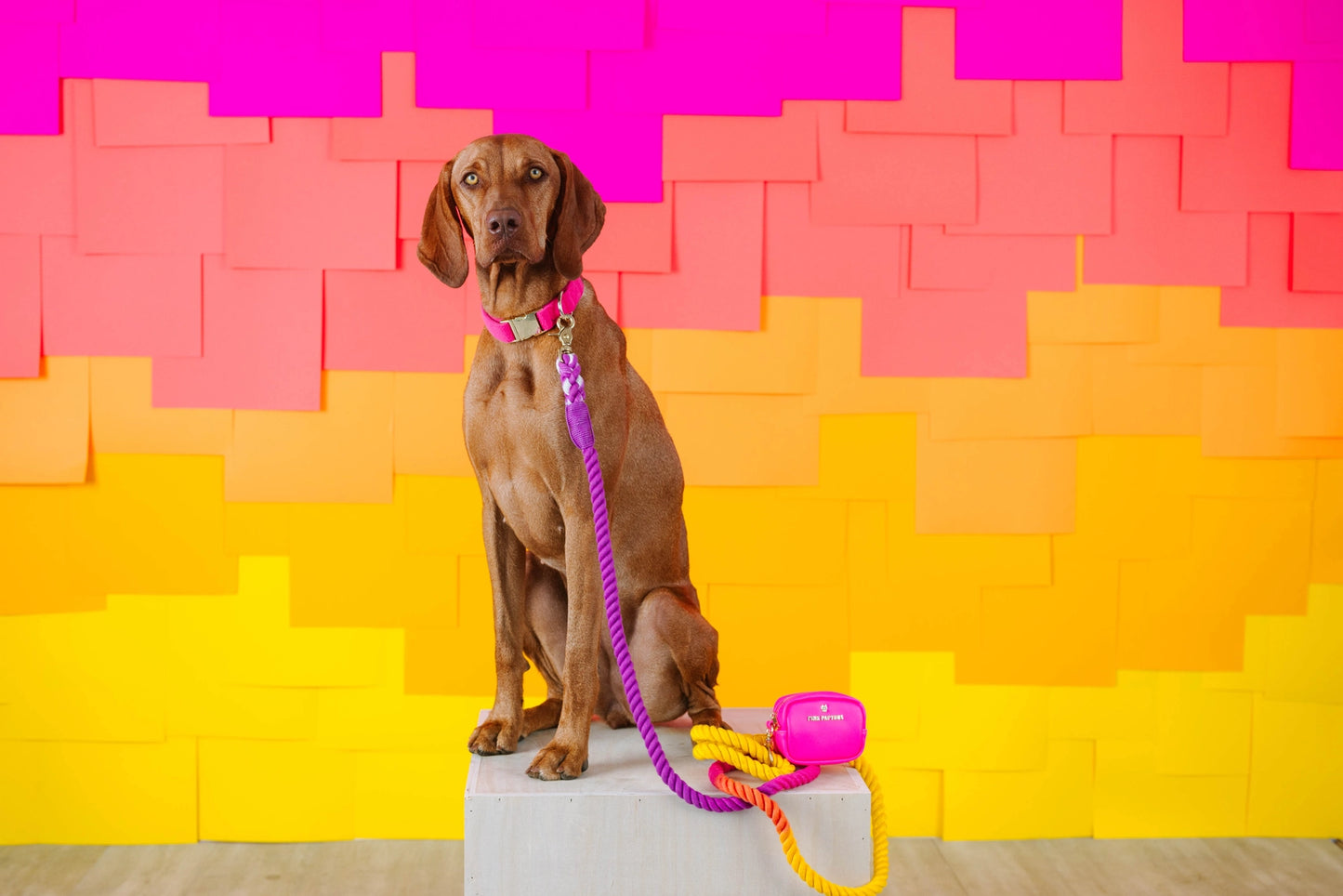 The Pride Rope Leash Collection: Lesbian Pride Ombre