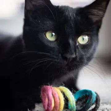 Felted Rainbow Spring Cat Toy