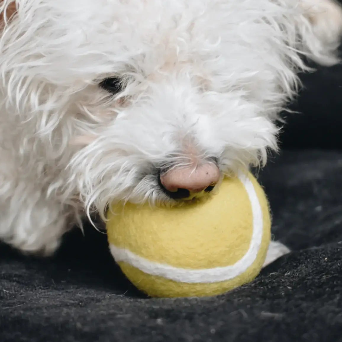 Wool Tennis Ball by Modern Beast