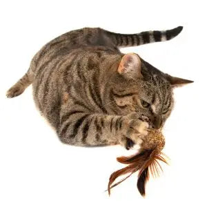 Silvervine Pheasant Feather Ball for Cats
