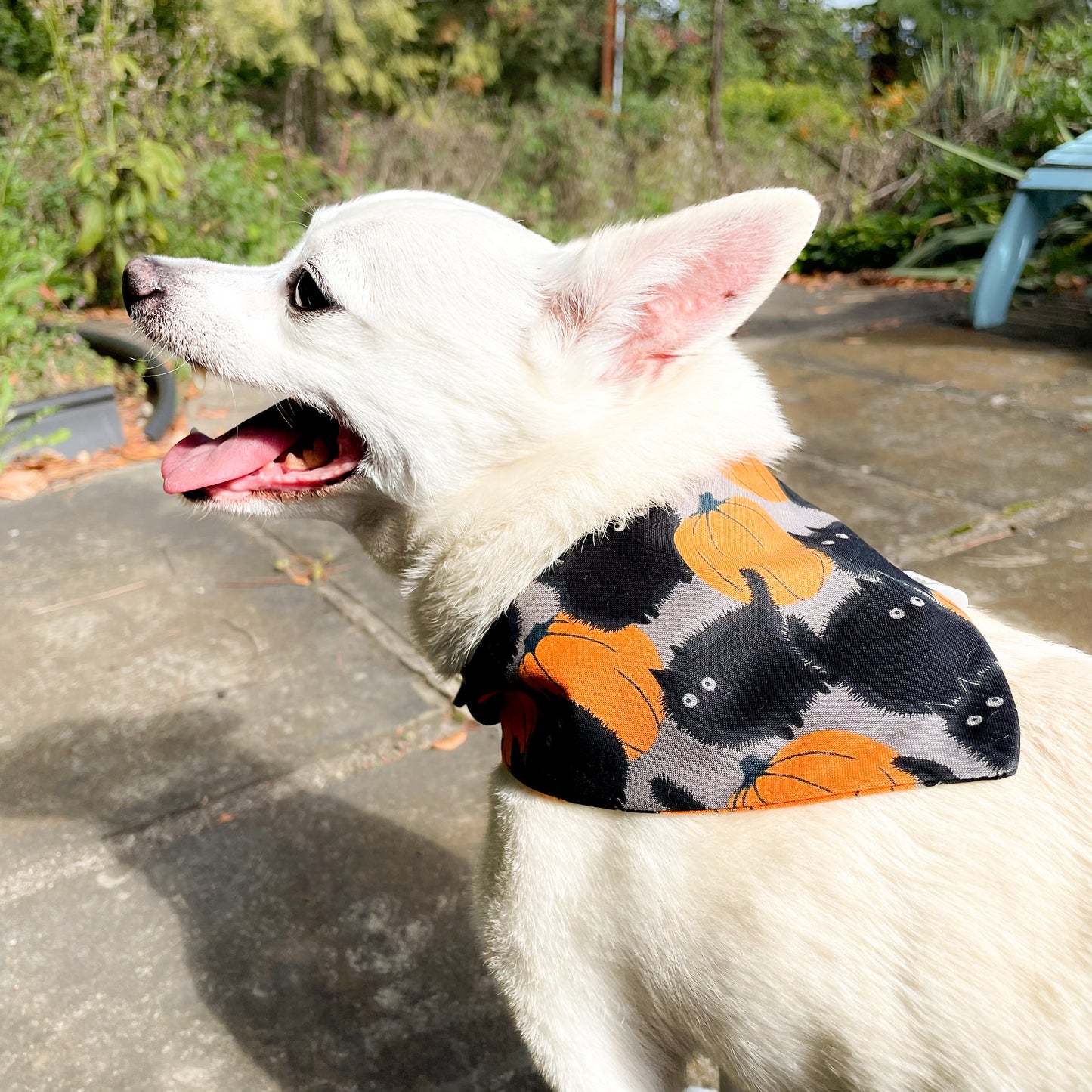 Pumpkin Cats Pet Bandana