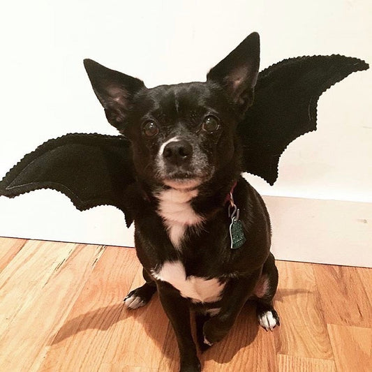Bat Wings Halloween Costume for Dogs (for teenie to medium dogs)